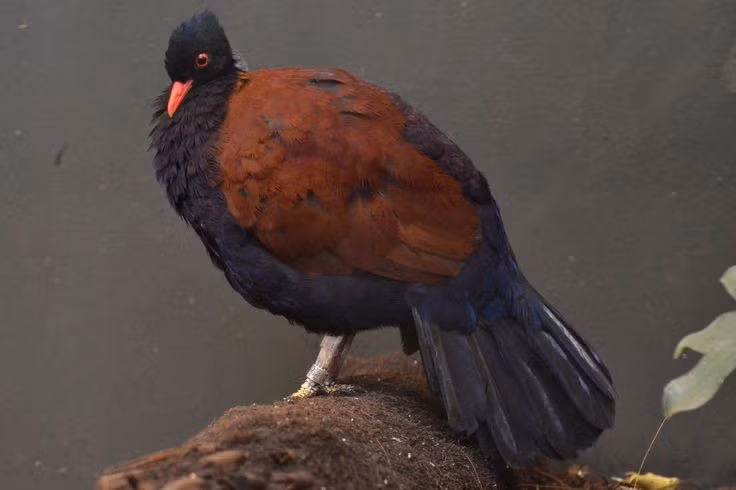  Tập tính sinh sản còn ít được biết rõ. Giới khoa học cho rằng loài chim này đẻ số trứng ít, làm tổ kín đáo dưới đất hoặc gần gốc cây, khiến việc nghiên cứu gặp nhiều khó khăn. Ảnh: Pinterest.