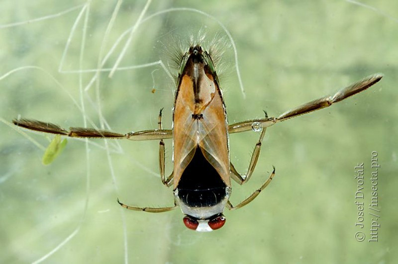  Vai trò trong hệ sinh thái. Bọ bơi ngửa giúp kiểm soát số lượng côn trùng nhỏ và ấu trùng muỗi, góp phần giữ cân bằng sinh thái trong các ao hồ và vùng nước ngọt. Ảnh: insecta.pro.