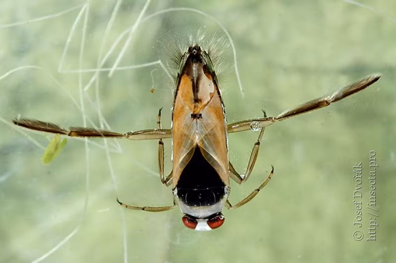  Vai trò trong hệ sinh thái. Bọ bơi ngửa giúp kiểm soát số lượng côn trùng nhỏ và ấu trùng muỗi, góp phần giữ cân bằng sinh thái trong các ao hồ và vùng nước ngọt. Ảnh: insecta.pro.