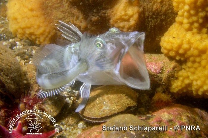  Máu trong suốt do không có hemoglobin. Điểm đặc biệt nhất của cá băng là máu không chứa hemoglobin, sắc tố tạo màu đỏ ở hầu hết các loài động vật có xương sống, khiến máu của chúng gần như trong suốt. Ảnh: fishesofaustralia.net.au