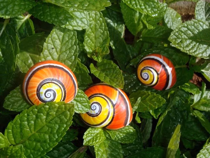  Chế độ ăn không phá hoại thực vật. Loài ốc sên này chủ yếu ăn nấm mốc, địa y và vi sinh vật trên bề mặt lá cây, giúp làm sạch hệ sinh thái rừng, không gây hại đáng kể cho cây cối. Ảnh: Pinterest.