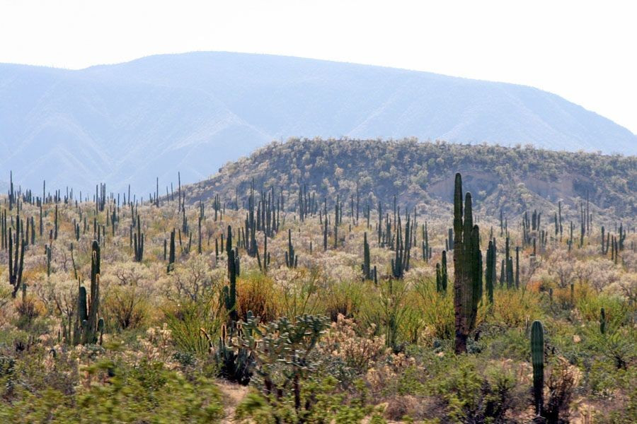  Là phòng thí nghiệm tự nhiên cho nghiên cứu tiến hóa. Sự thích nghi của thực vật và con người với môi trường khắc nghiệt khiến khu vực này trở thành điểm nghiên cứu quan trọng của giới khoa học. Ảnh: Pinterest.