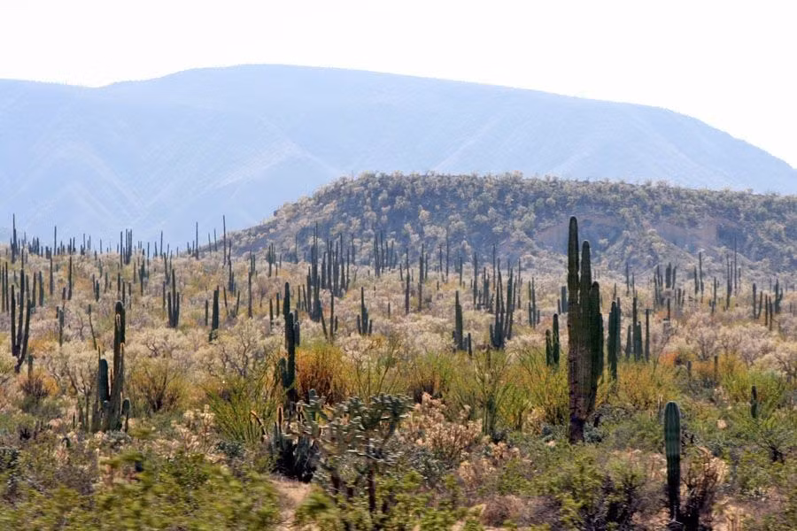  Là phòng thí nghiệm tự nhiên cho nghiên cứu tiến hóa. Sự thích nghi của thực vật và con người với môi trường khắc nghiệt khiến khu vực này trở thành điểm nghiên cứu quan trọng của giới khoa học. Ảnh: Pinterest.