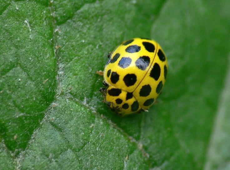  Màu sắc không nhằm cảnh báo độc tính. Khác với nhiều loài bọ rùa sặc sỡ dùng màu sắc để cảnh báo kẻ thù, bọ rùa 20 chấm không sở hữu độc tố mạnh. Màu vàng nhạt của nó thiên về ngụy trang trên lá cây bị nấm hơn là cơ chế tự vệ hóa học. Ảnh: Pinterest.
