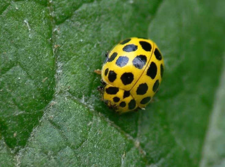  Màu sắc không nhằm cảnh báo độc tính. Khác với nhiều loài bọ rùa sặc sỡ dùng màu sắc để cảnh báo kẻ thù, bọ rùa 20 chấm không sở hữu độc tố mạnh. Màu vàng nhạt của nó thiên về ngụy trang trên lá cây bị nấm hơn là cơ chế tự vệ hóa học. Ảnh: Pinterest.