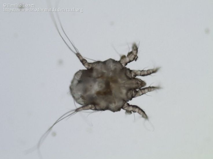  Ngứa không phải do chúng cắn. Cảm giác ngứa dữ dội thực ra không phải do ghẻ cắn, mà là phản ứng dị ứng của cơ thể đối với chất thải, trứng và xác của chúng dưới da. Ảnh: Pinterest.