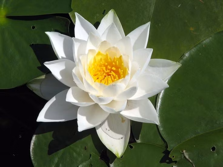  Hoa súng mang ý nghĩa biểu tượng sâu sắc trong nhiều nền văn hóa. Tại Ai Cập cổ đại, hoa súng gắn với sự tái sinh và mặt trời. Ở châu Á, chúng biểu trưng cho sự thanh khiết và tĩnh tại. Ảnh: Pinterest.