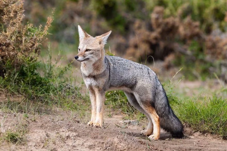  Còn được gọi là “cáo Patagonia”. Tên gọi này xuất phát từ việc loài phân bố rộng ở vùng Patagonia, nơi có cảnh quan hoang sơ đặc trưng của Nam Mỹ. Ảnh: Pinterest.