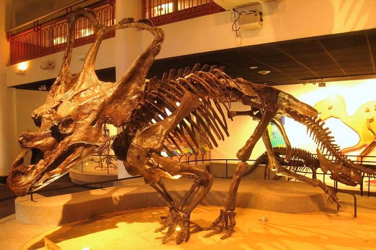  Được phát hiện năm 1898. Hóa thạch Chasmosaurus đầu tiên được khai quật ở Alberta, mở ra hiểu biết sâu hơn về các loài khủng long diềm sừng Ceratopsid. Ảnh: Pinterest.