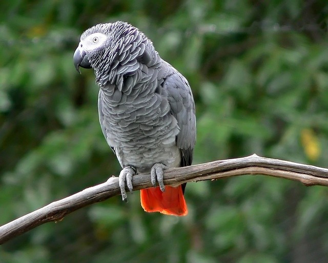  Chế độ ăn đa dạng và chọn lọc. Chúng ăn hạt, quả, lá non và đôi khi cả khoáng chất từ đất sét, cho thấy khả năng lựa chọn thực phẩm nhằm cân bằng dinh dưỡng. Ảnh: Pinterest.