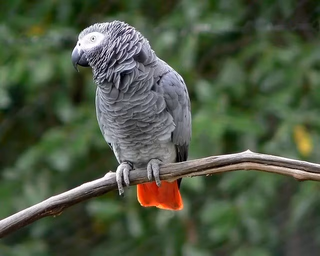  Chế độ ăn đa dạng và chọn lọc. Chúng ăn hạt, quả, lá non và đôi khi cả khoáng chất từ đất sét, cho thấy khả năng lựa chọn thực phẩm nhằm cân bằng dinh dưỡng. Ảnh: Pinterest.