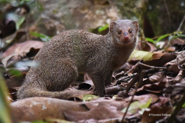  2. Loài này có thể đối đầu và hạ gục rắn độc. Nhờ phản xạ cực nhanh và khả năng kháng nọc độc ở mức độ nhất định, cầy lỏn là khắc tinh tự nhiên của rắn hổ mang. Ảnh: Pinterest.