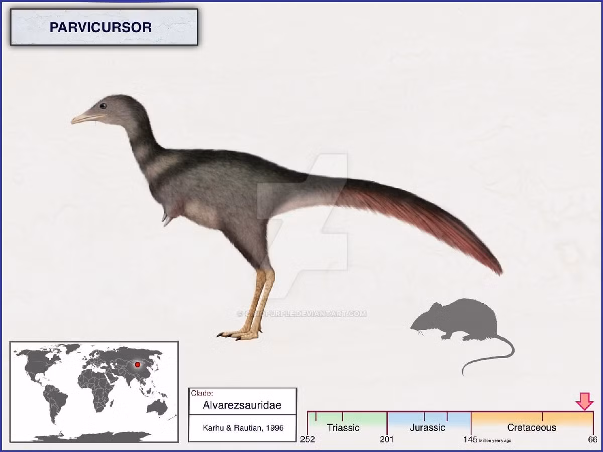  Parvicursor – bé nhưng nhanh nhẹn. Parvicursor dài khoảng 60 cm, thân hình mảnh khảnh, chân sau khỏe, được cho là có khả năng chạy rất nhanh để tránh kẻ săn mồi. Ảnh: dinosaurpictures.org.