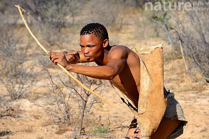  Săn bắn bằng cung tên tẩm độc. Người San sử dụng mũi tên nhỏ tẩm độc từ côn trùng hoặc thực vật để bắn vào con thú, sau đó kiên nhẫn lần theo dấu vết cho đến khi con mồi kiệt sức. Ảnh: naturepl.com.