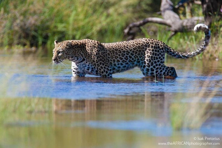 Là nơi sinh sống của vô số loài động vật. Voi, sư tử, báo, hà mã, cá sấu cùng hàng trăm loài chim tụ hội tại Okavango. Ảnh: Pinterest.