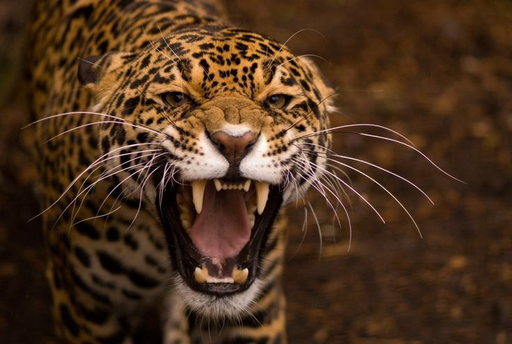  Có thể bắt gặp báo đốm trong tự nhiên. Khu rừng rậm nơi đây là môi trường sống của Báo đốm – một trong những loài săn mồi hàng đầu châu Mỹ, dù việc nhìn thấy chúng trong tự nhiên là rất hiếm. Ảnh: Pinterest.