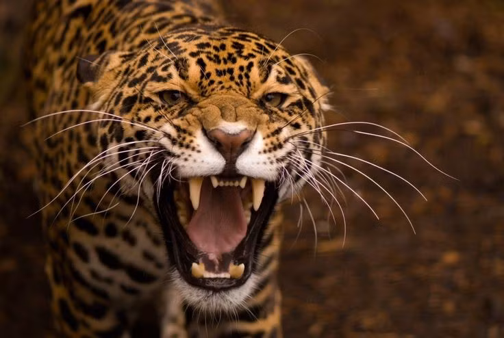  Có thể bắt gặp báo đốm trong tự nhiên. Khu rừng rậm nơi đây là môi trường sống của Báo đốm – một trong những loài săn mồi hàng đầu châu Mỹ, dù việc nhìn thấy chúng trong tự nhiên là rất hiếm. Ảnh: Pinterest.