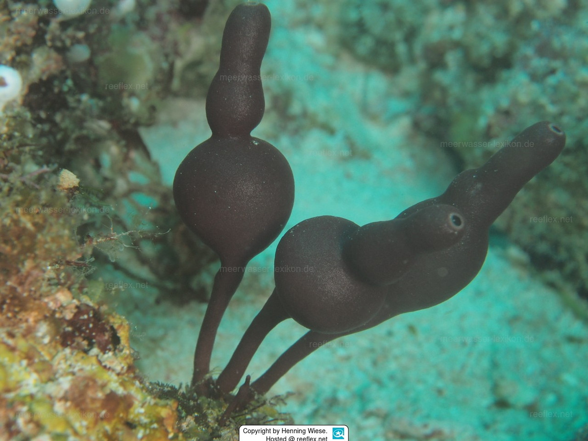  Cơ thể đầy lỗ nhỏ li ti. Bề mặt của chúng chi chít các lỗ hút nước gọi là ostia. Nước biển mang theo vi khuẩn và mảnh vụn hữu cơ đi vào cơ thể, sau đó được các tế bào chuyên biệt bắt giữ làm thức ăn trước khi nước được đẩy ra ngoài. Ảnh: meerwasser-lexikon.de.