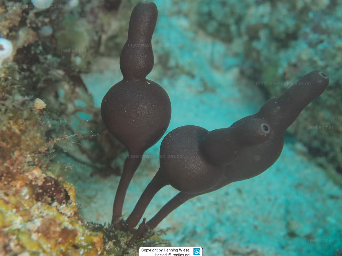  Cơ thể đầy lỗ nhỏ li ti. Bề mặt của chúng chi chít các lỗ hút nước gọi là ostia. Nước biển mang theo vi khuẩn và mảnh vụn hữu cơ đi vào cơ thể, sau đó được các tế bào chuyên biệt bắt giữ làm thức ăn trước khi nước được đẩy ra ngoài. Ảnh: meerwasser-lexikon.de.