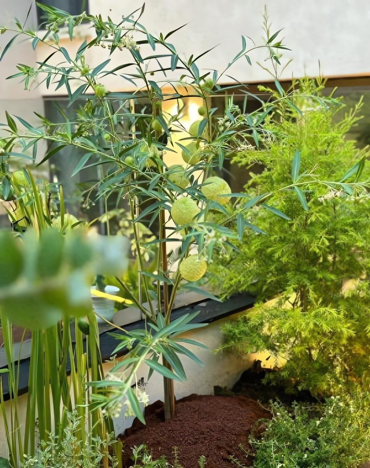 View - Hot trend cây cảnh quả đầu đinh, vừa lạ mắt vừa xả stress nhanh | Báo Tri thức và Cuộc sống - TIN TỨC PHỔ BIẾN KIẾN THỨC 24H