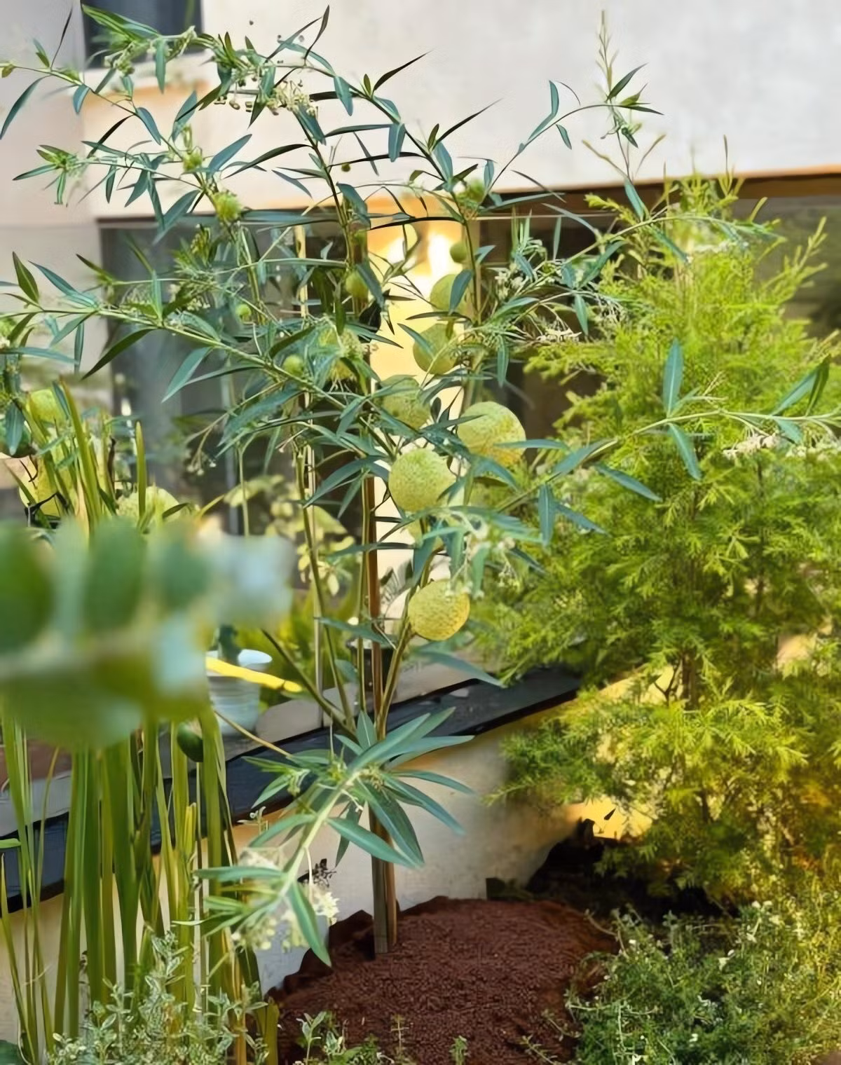 Cách chăm sóc cành cắt khá đơn giản: thay nước thường xuyên, cắt gốc vát 45 độ, giữ nơi thoáng mát. Có thể thêm chút đường trắng để hoa và quả tươi lâu hơn.