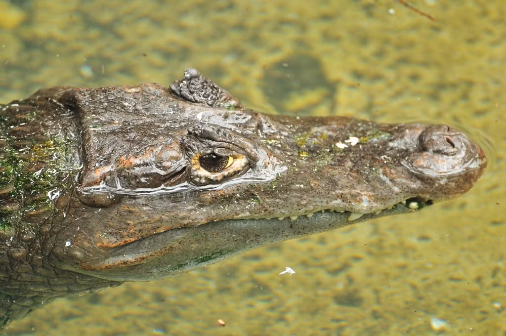  Con cái bảo vệ tổ và con non. Cá sấu Caiman cái xây tổ bằng thực vật và bùn để đẻ trứng. Sau khi trứng nở, chúng tiếp tục bảo vệ con non khỏi kẻ săn mồi, thể hiện bản năng chăm sóc con khá rõ rệt ở loài bò sát này. Ảnh: Flickr.