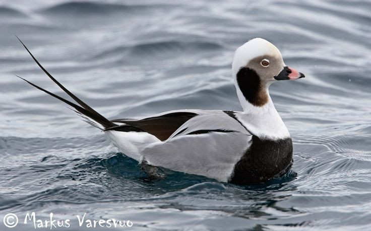  Chế độ ăn thay đổi theo môi trường sống. Trong mùa sinh sản ở các hồ nước ngọt vùng lãnh nguyên, chúng ăn chủ yếu là côn trùng nước và ấu trùng. Nhưng khi di cư ra biển vào mùa đông, khẩu phần chuyển sang nhuyễn thể, sò, cua nhỏ và các động vật không xương sống dưới đáy biển. Ảnh: Pinterest.