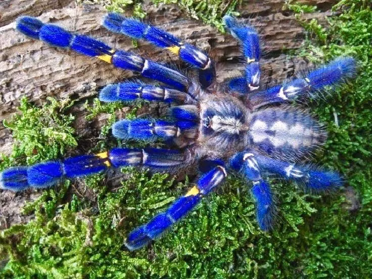  Lột xác để trưởng thành . Tarantula phải lột xác nhiều lần trong đời, thậm chí có thể tái tạo những chi bị mất sau quá trình này. Ảnh: Pinterest.