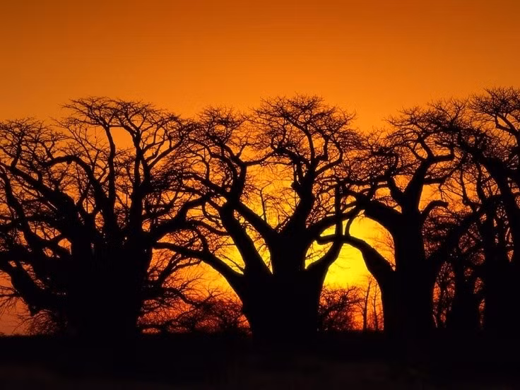  Một phần của hệ sinh thái châu Phi rộng lớn. Kalahari không tách biệt hoàn toàn mà liên kết với các hệ sinh thái xung quanh, góp phần tạo nên bức tranh đa dạng sinh học đặc trưng của miền nam châu Phi. Ảnh: Pinterest.