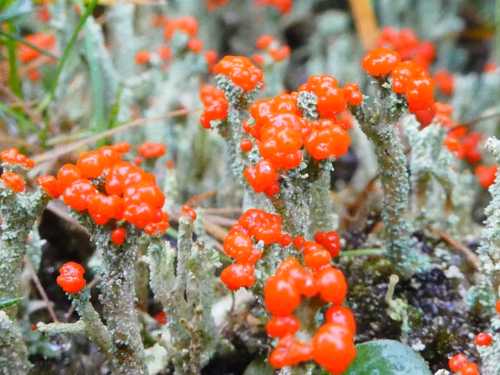  Loài này mọc trên gỗ mục và đất chua. Chúng thường được tìm thấy trong rừng thông ẩm hoặc đầm lầy than bùn. Ảnh: indicia.org.uk.