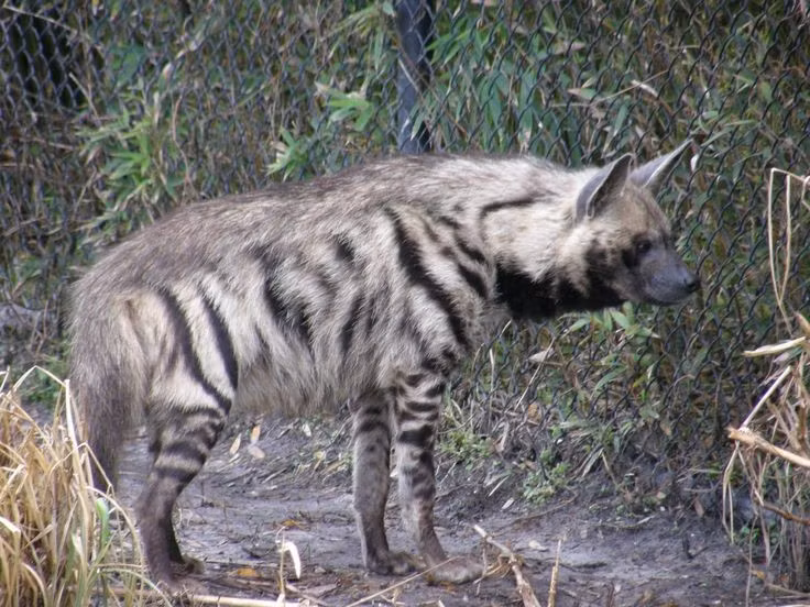  5. Có thể đi săn khi cần thiết. Dù thường thích tìm xác chết hoặc cướp mồi từ các loài khác, linh cẩu lông vằn cũng có khả năng săn mồi. Ảnh: Pinterest.