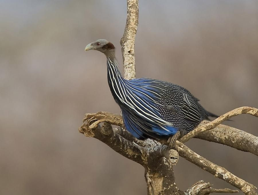  Chiến lược sinh tồn dựa vào cảnh giác tập thể. Khi kiếm ăn, đàn chim liên tục phát ra âm thanh để giữ liên lạc. Nếu một cá thể phát hiện nguy hiểm, cả đàn sẽ nhanh chóng chạy tản ra hoặc bay lên cành thấp gần đó. Ảnh: Pinterest.