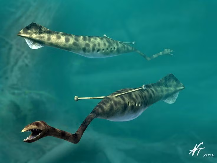  4. Có thể dài đến 35cm. Mặc dù không lớn nhưng với hình dáng dị thường và cấu trúc cơ thể kỳ lạ, nó thu hút sự quan tâm của rất nhiều nhà cổ sinh vật học. Ảnh: Pinterest.