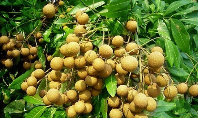 Trong quan niệm phong thủy, cây nhãn tượng trưng cho tài lộc và phúc khí, bởi từ "nhãn" gắn với hình ảnh con mắt, ngụ ý sự minh mẫn, sáng suốt, giúp gia chủ gặp điều lành.