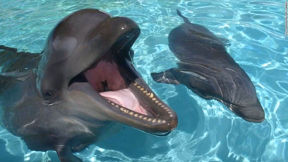  Biểu tượng của sự giao hòa tự nhiên. Wholphin gợi nhắc đến sự đa dạng di truyền và tính linh hoạt trong tiến hóa của các loài động vật biển có vú. Ảnh: gigihawaii.