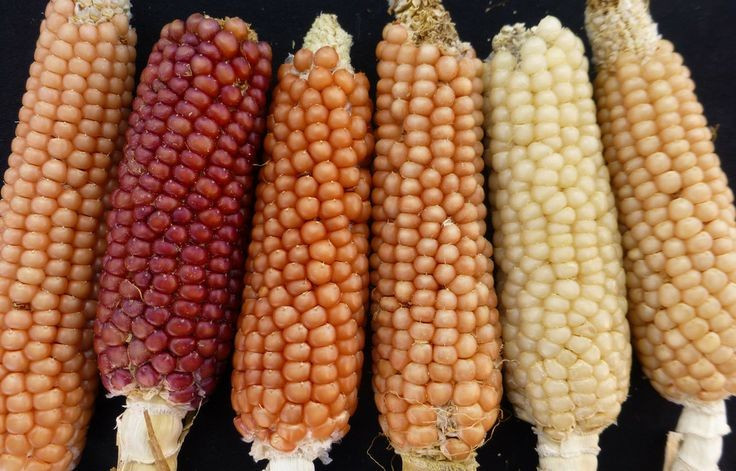  Đa dạng màu sắc và chủng loại. Không chỉ có màu vàng quen thuộc, hạt ngô còn có thể mang màu trắng, đỏ, tím, xanh hoặc đen. Sự đa dạng này phản ánh kho tàng di truyền phong phú, được con người khai thác để phục vụ mục đích ẩm thực, trang trí và nghiên cứu khoa học. Ảnh: Pinterest.
