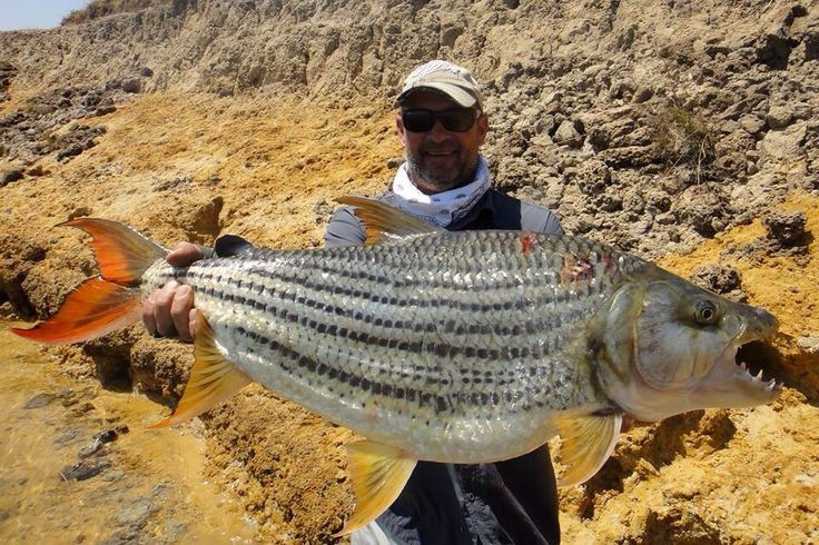  Là loài cá khó câu nhất châu Phi. Nhiều tay câu xem việc bắt được chúng là thành tựu lớn. Ảnh: Pinterest.