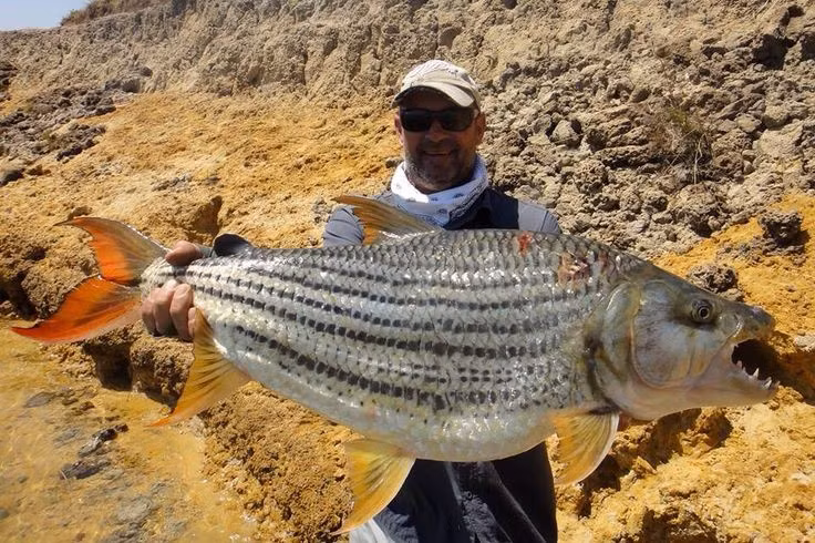  Là loài cá khó câu nhất châu Phi. Nhiều tay câu xem việc bắt được chúng là thành tựu lớn. Ảnh: Pinterest.