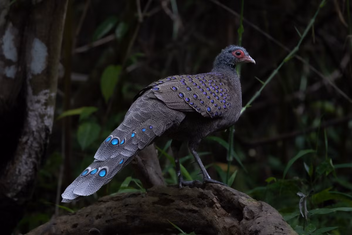  7. Là chỉ báo sinh thái cho hệ sinh thái rừng. Do rất nhạy cảm với sự thay đổi môi trường, sự hiện diện của gà tiền mặt đỏ là chỉ dấu cho thấy hệ sinh thái rừng còn nguyên vẹn và ít bị tác động bởi con người. Ảnh: iNaturalist.