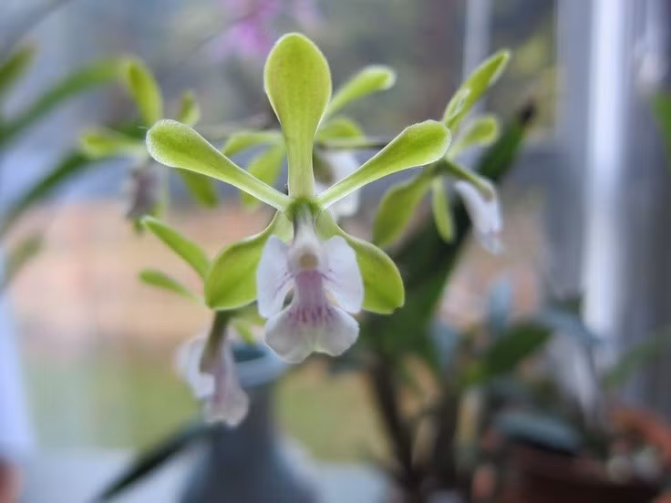  Là họ thực vật có số lượng loài cực lớn. Họ Orchidaceae hiện được ghi nhận với hơn 25.000 loài tự nhiên và hàng trăm nghìn giống lai, phân bố trên hầu hết các châu lục trừ Nam Cực. Sự đa dạng này khiến hoa lan trở thành họ thực vật lớn bậc nhất trên Trái Đất. Ảnh: Pinterest.