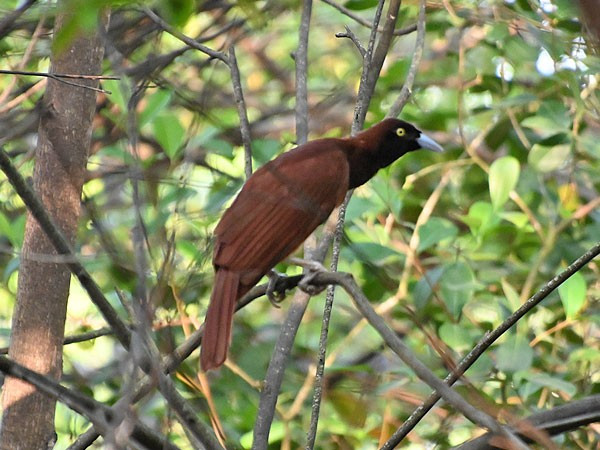  Chim mái có màu sắc khiêm tốn hơn nhiều. Khác với con trống sặc sỡ, chim mái mang bộ lông nâu xám giúp ngụy trang hiệu quả trong rừng rậm, đặc biệt khi làm tổ và nuôi con. Ảnh: zooinstitutes.com.