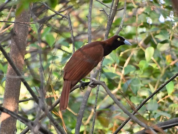  Chim mái có màu sắc khiêm tốn hơn nhiều. Khác với con trống sặc sỡ, chim mái mang bộ lông nâu xám giúp ngụy trang hiệu quả trong rừng rậm, đặc biệt khi làm tổ và nuôi con. Ảnh: zooinstitutes.com.