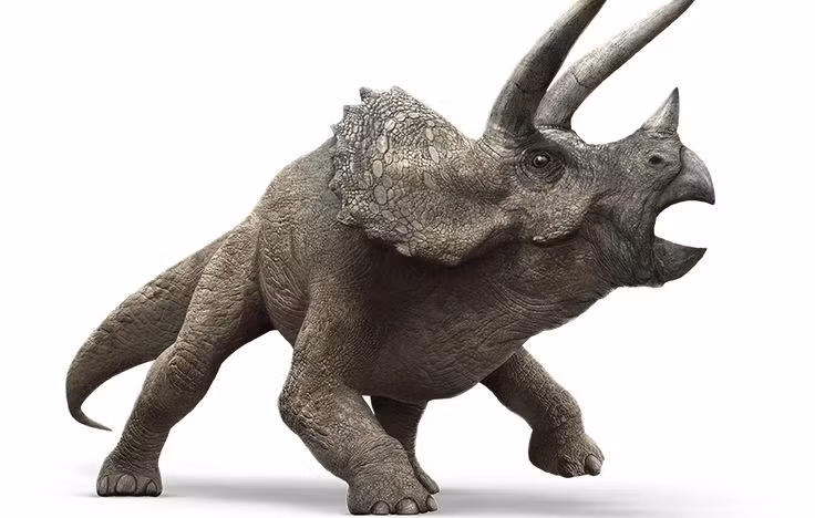  5. Là khủng long ăn thực vật có răng cực khỏe. Triceratops có hàng trăm chiếc răng sắc xếp thành nhiều dãy để nghiền nát lá cây cứng, cành non và các loại thực vật có sợi dai. Ảnh: Pinterest.