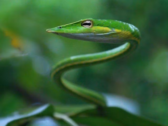  Có nọc độc nhẹ nhưng không nguy hiểm lớn với người. Rắn dây xanh thuộc nhóm rắn có răng nanh sau (rear-fanged) và có nọc độc nhẹ để làm tê liệt con mồi nhỏ. Với con người, vết cắn hiếm khi gây hậu quả nghiêm trọng, thường chỉ gây sưng đau nhẹ. Ảnh: Pinterest.