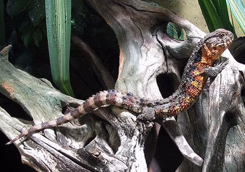 Loài “quái vật” này giống với thằn lằn ở chỗ, chúng có kích thước khá nhỏ nhắn (chiều dài cả thân và đuôi chỉ trên 30cm), khả năng vận động linh hoạt, leo trèo cây rất giỏi. Về mặt khoa học, chúng cũng được xếp vào họ thằn lằn.