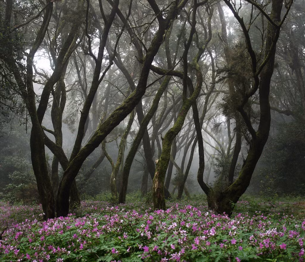  Tên gọi gắn với truyền thuyết tình yêu. Tên “Garajonay” xuất phát từ câu chuyện bi thương của đôi tình nhân Gara và Jonay. Theo truyền thuyết địa phương, họ đã chọn cái chết cùng nhau trên đỉnh núi, tên họ được ghép lại để đặt cho khu vực này. Ảnh: Flickr.