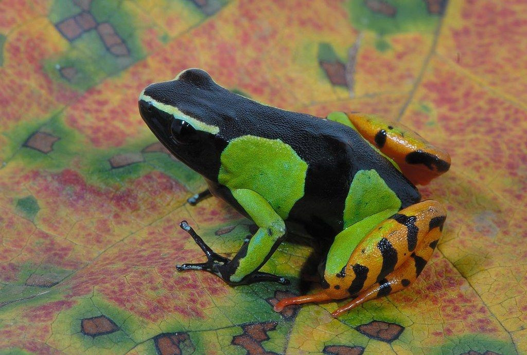  Màu sắc rực rỡ để cảnh báo kẻ thù. Thân hình nhỏ nhắn của loài ếch này nổi bật với các mảng màu cam, vàng, đen đan xen, đóng vai trò cảnh báo thị giác rằng chúng là loài có độc. Ảnh: Pinterest.