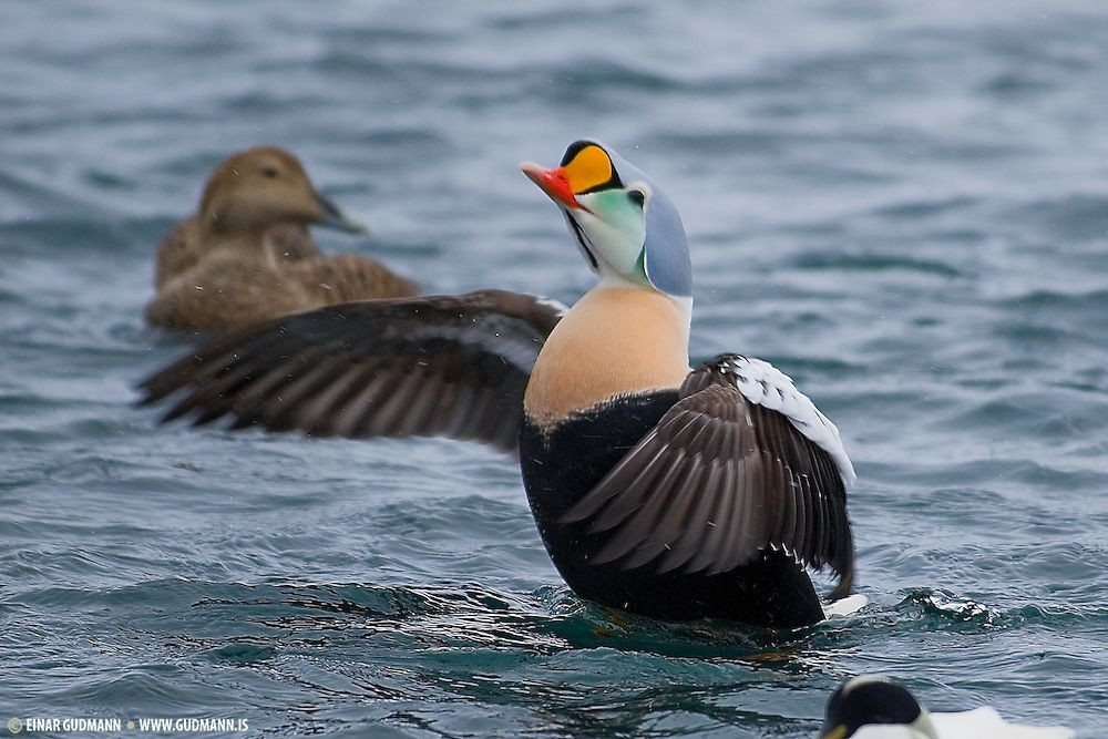  Con trống đổi màu đáng kể sau mùa sinh sản. Ngoài mùa giao phối, chúng trở nên xám-nâu và ít rực rỡ hơn nhiều. Ảnh: Pinterest.