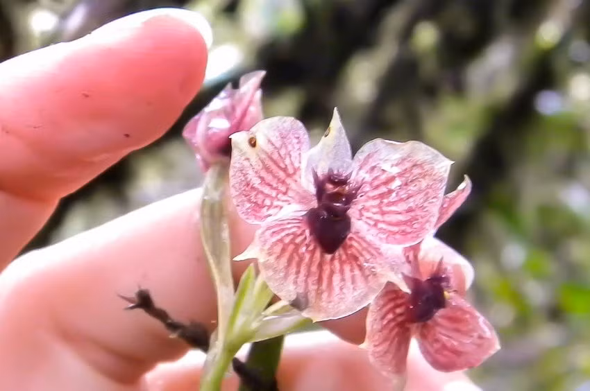  7. Hấp dẫn giới nghiên cứu. Không chỉ độc đáo về hình dạng, loài hoa này còn giúp các nhà thực vật học hiểu thêm về sự tiến hóa của hoa lan. Ảnh: googleusercontent.com.