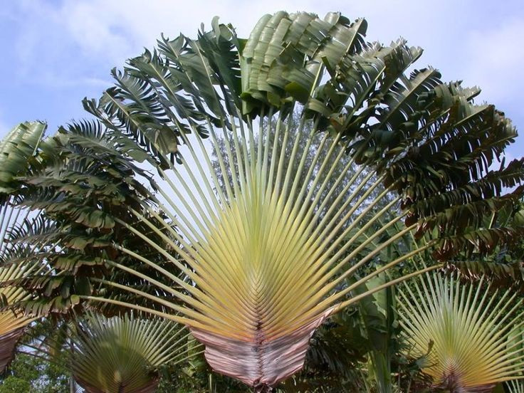  Không phải chuối thật sự. Dù thường được gọi là chuối rẻ quạt, Ravenala madagascariensisthực chất không thuộc chi chuối (Musa) mà gần họ với cây thiên điểu, có cấu trúc và sinh học hoàn toàn khác biệt. Ảnh: Pinterest.